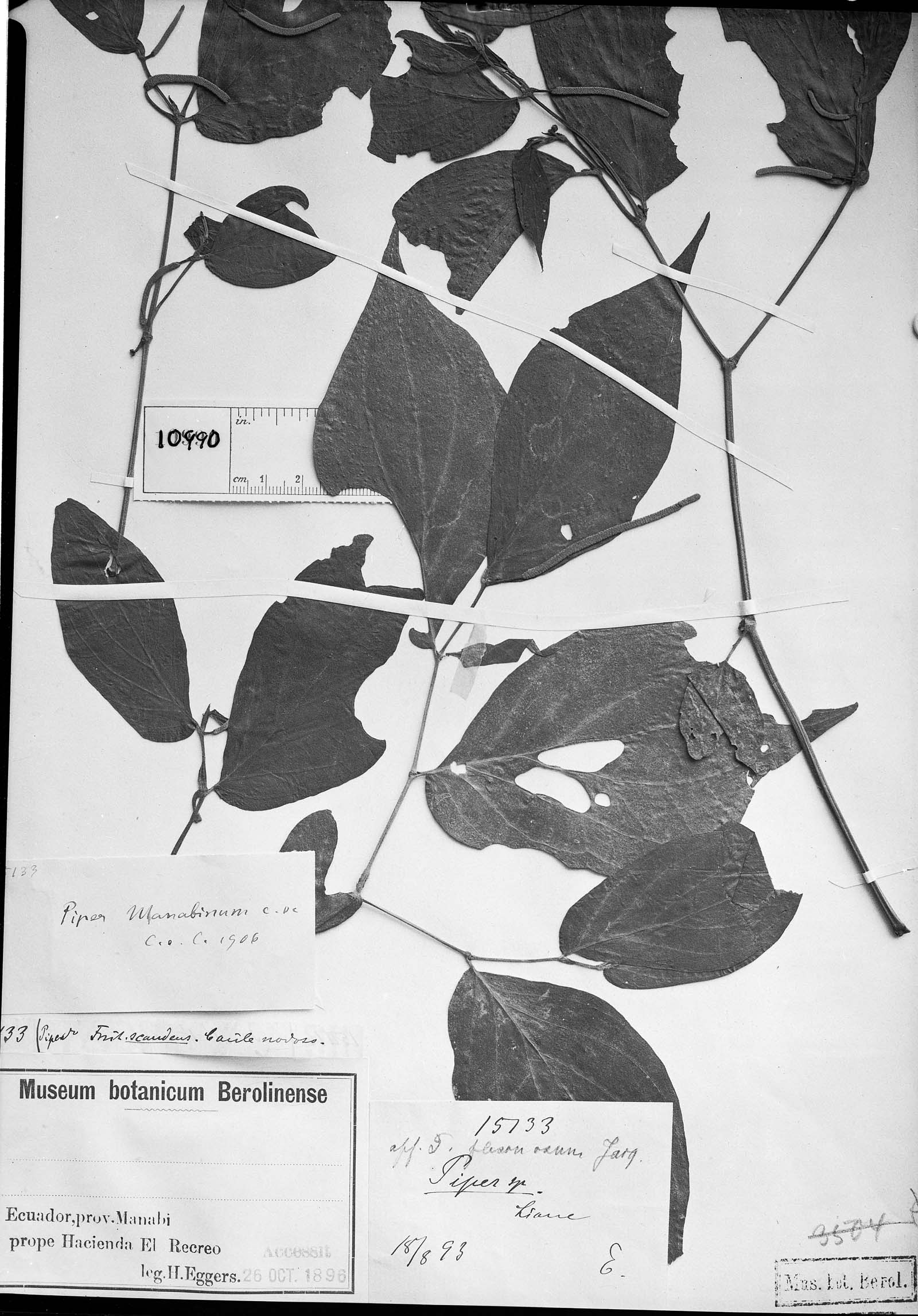 Piper manabinum image