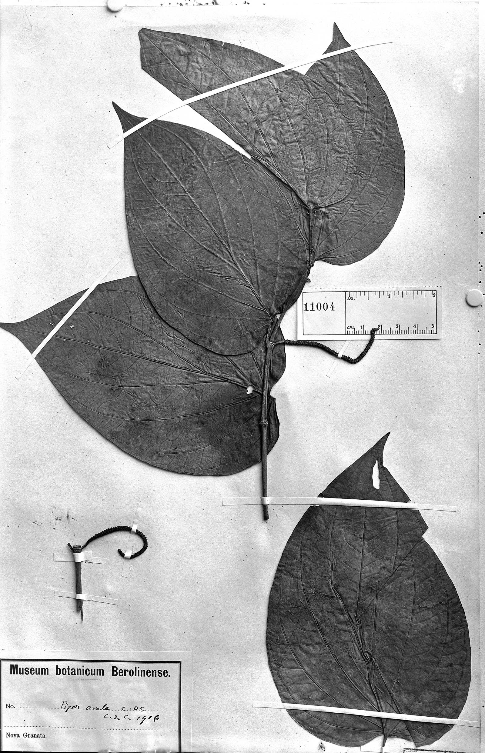 Piper crassinervium var. tocotanum image