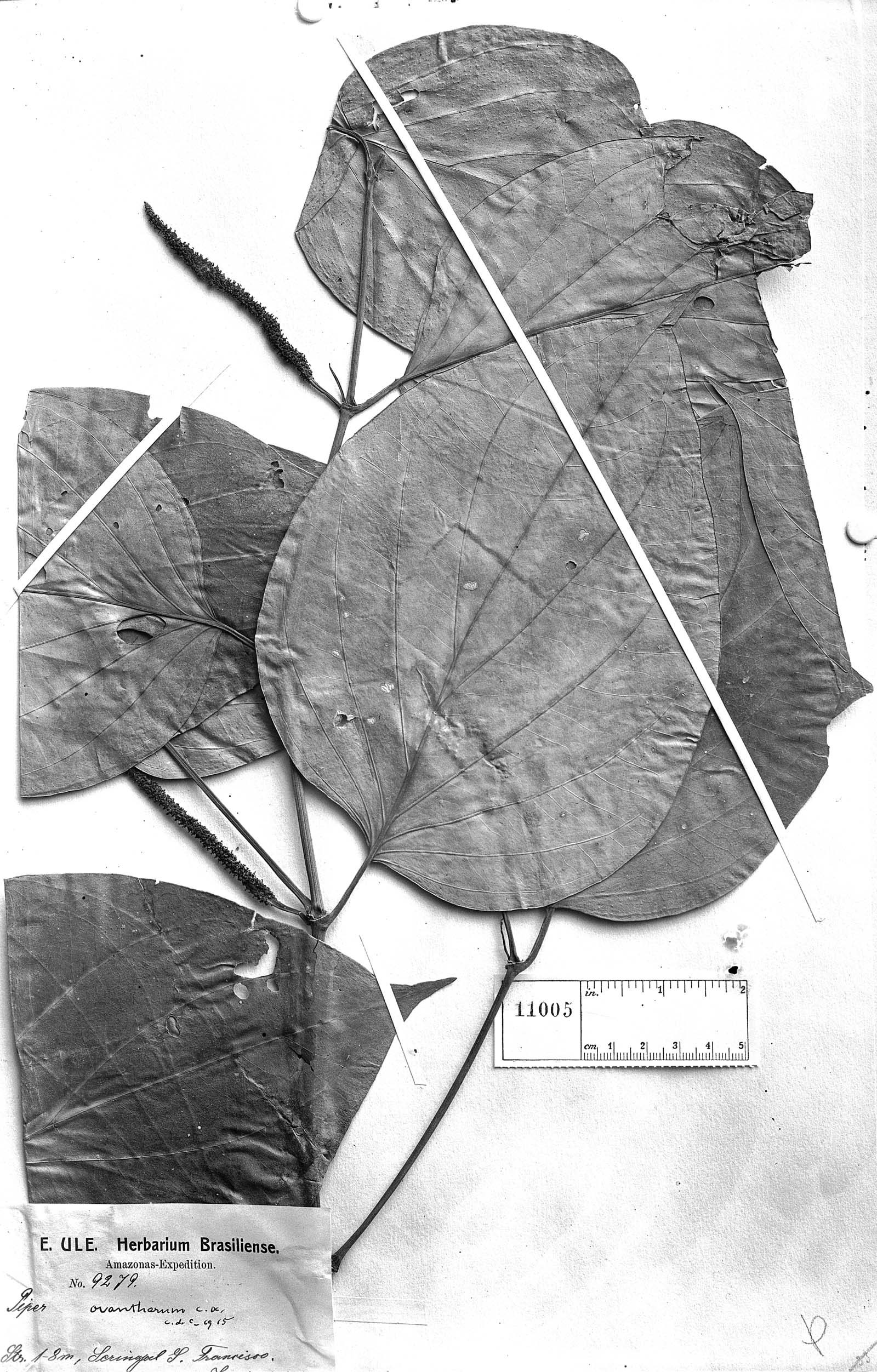 Piper ovantherum image