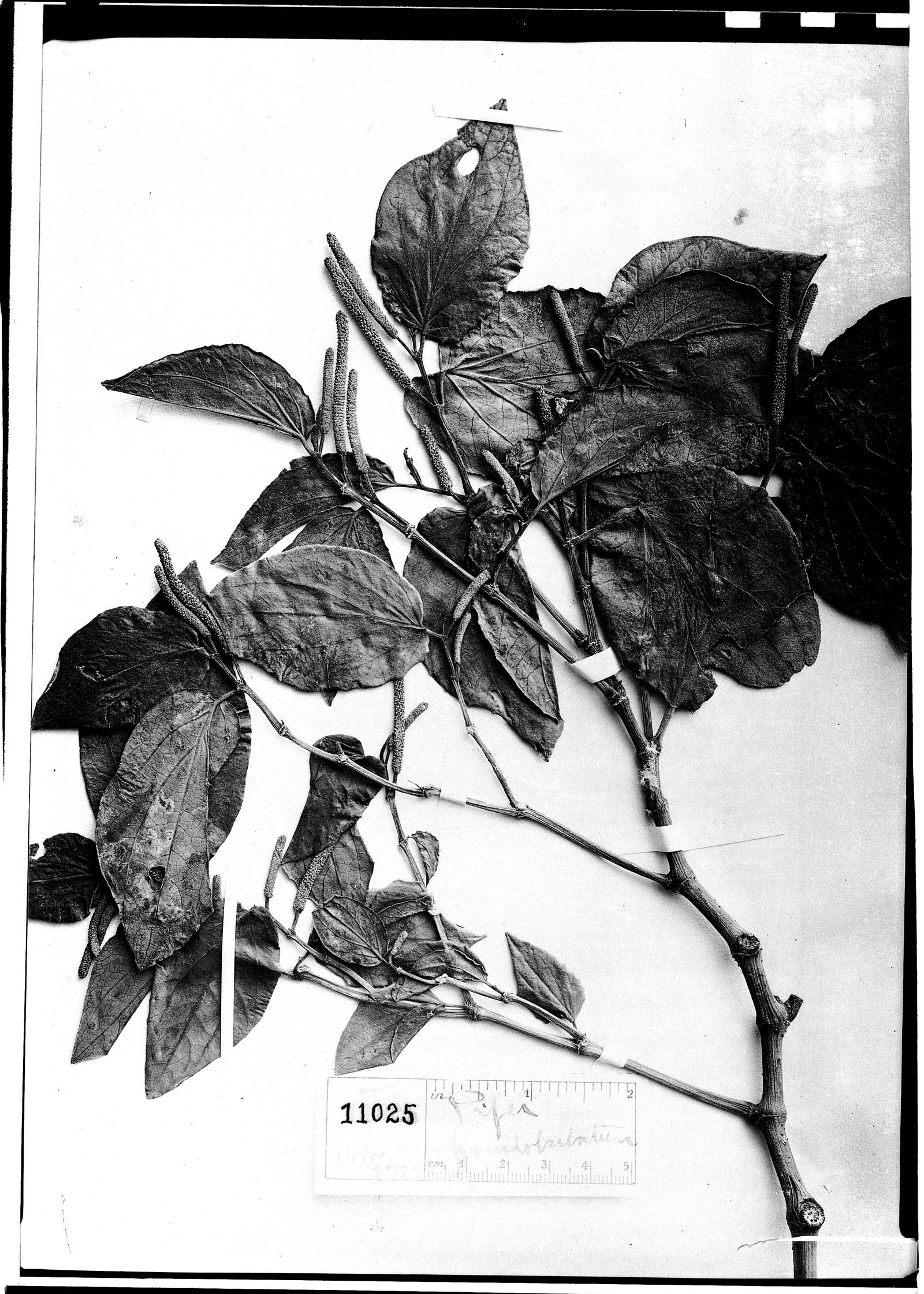 Piper pseudobarbatum image