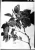Piper pseudobarbatum image