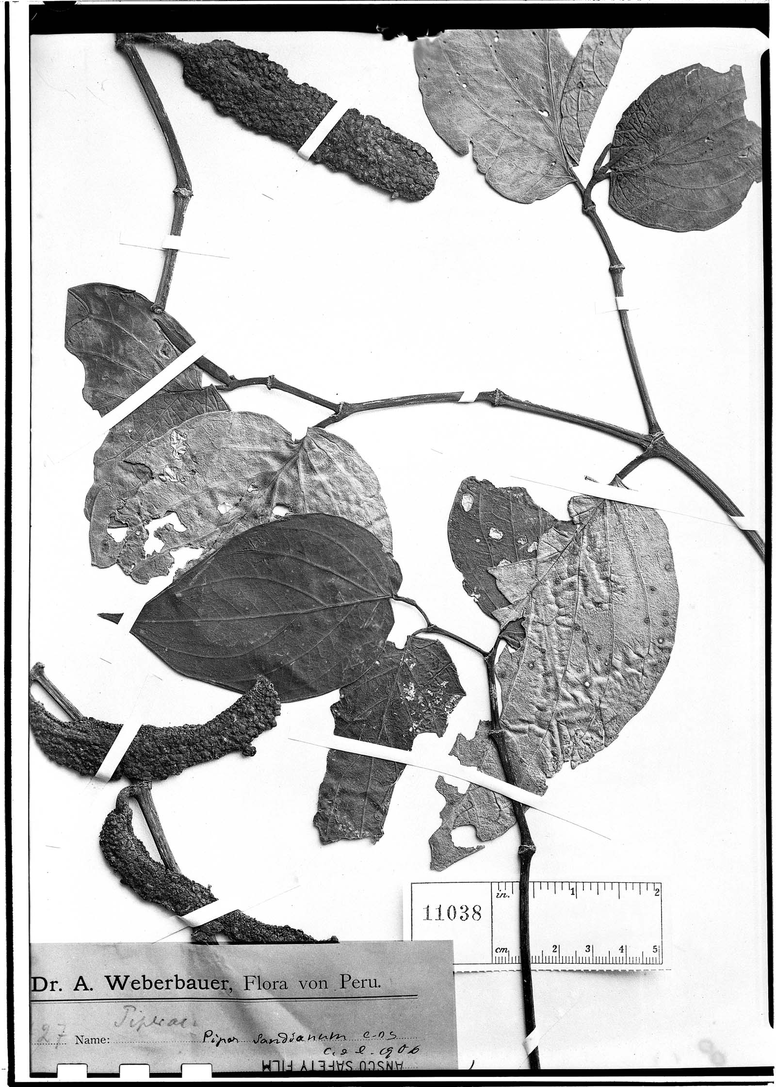 Piper sandianum image