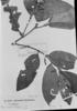 Piper vermiculatum image