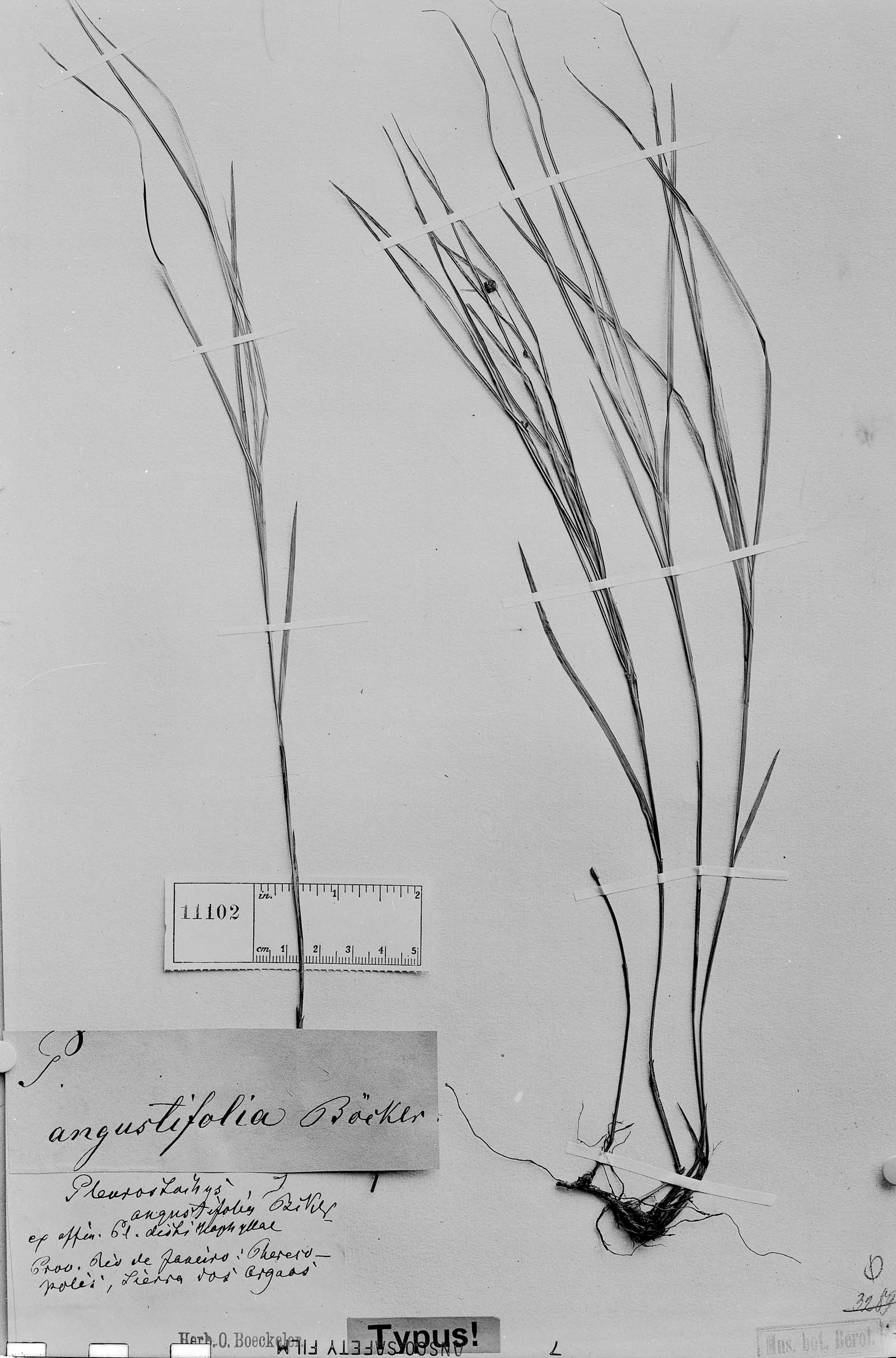 Pleurostachys angustifolia image