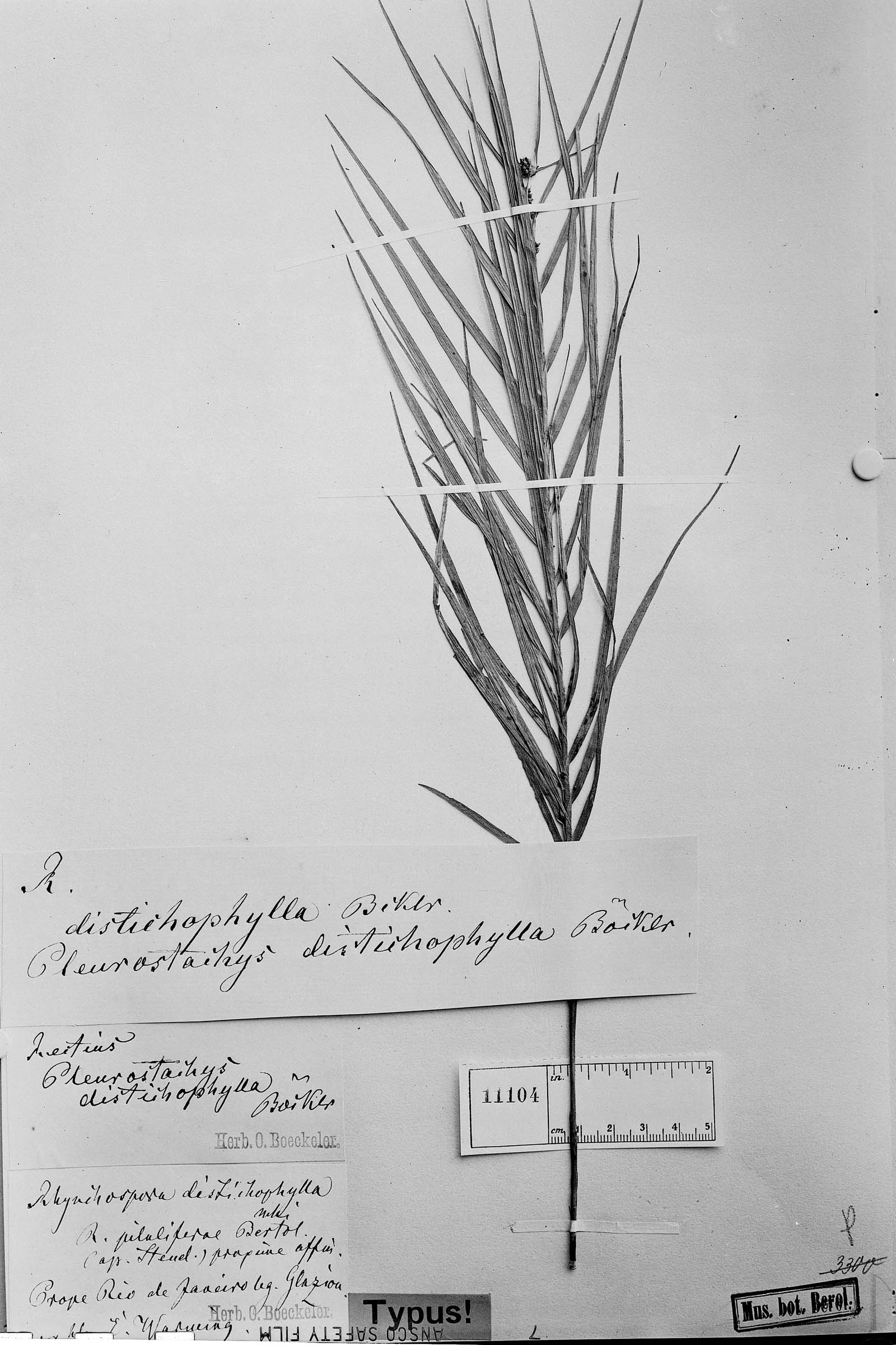 Pleurostachys distichophylla image