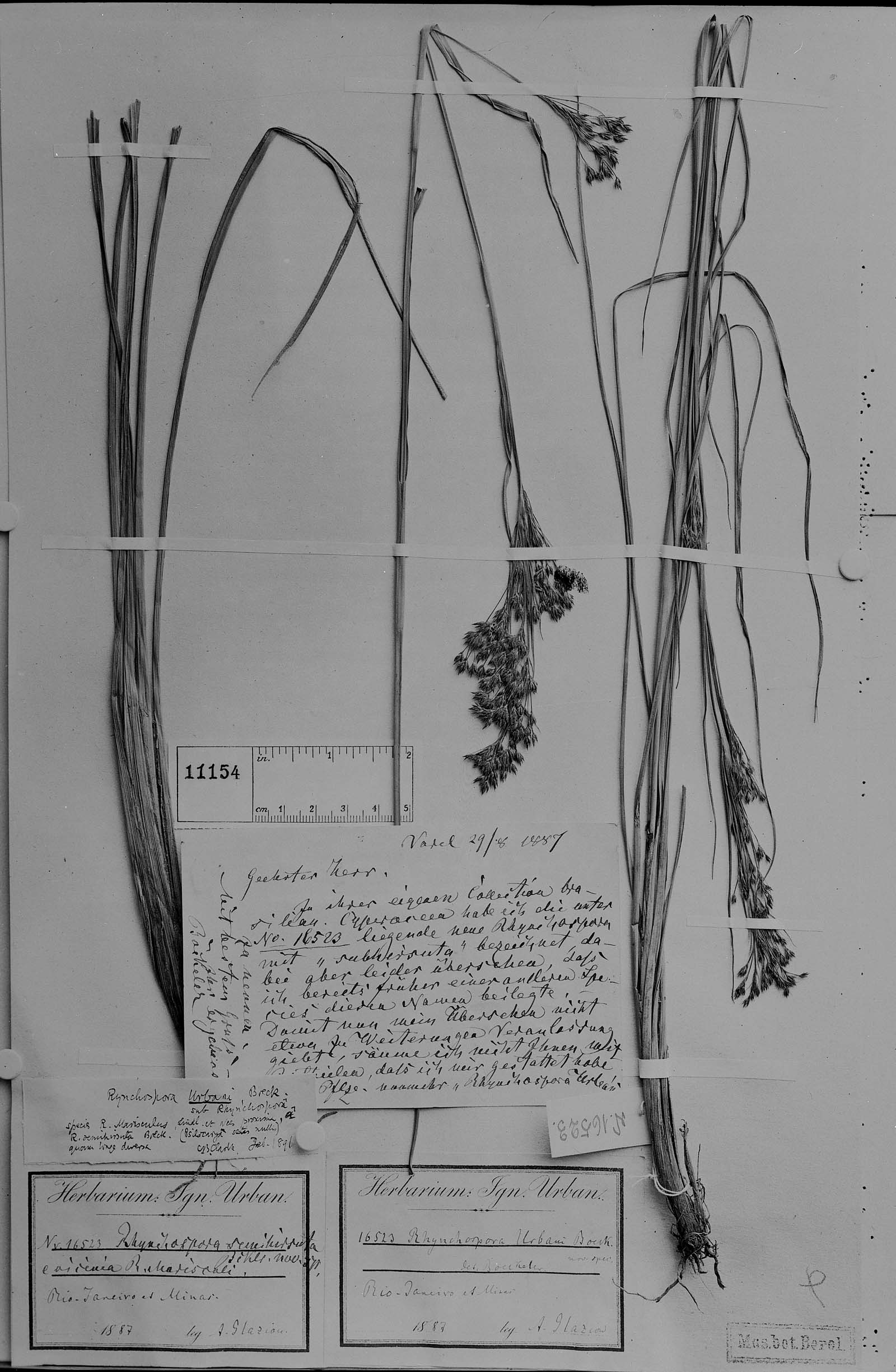 To Field Museum Herbarium (Rhynchospora urbani Boeckeler photographed at B isotype 1)