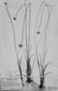 Rhynchospora trichochaeta image