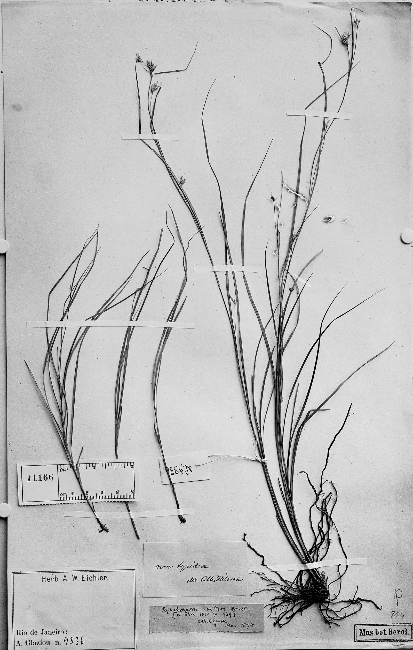 To Field Museum Herbarium (Rhynchospora uniflora Boeckeler photographed at B type [status unknown] 1)