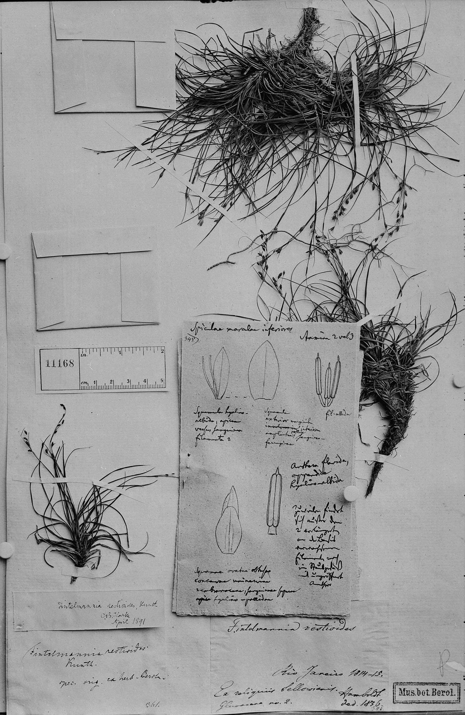 To Field Museum Herbarium (Fintelmannia restioides Kunth photographed at B type [status unknown] 1)