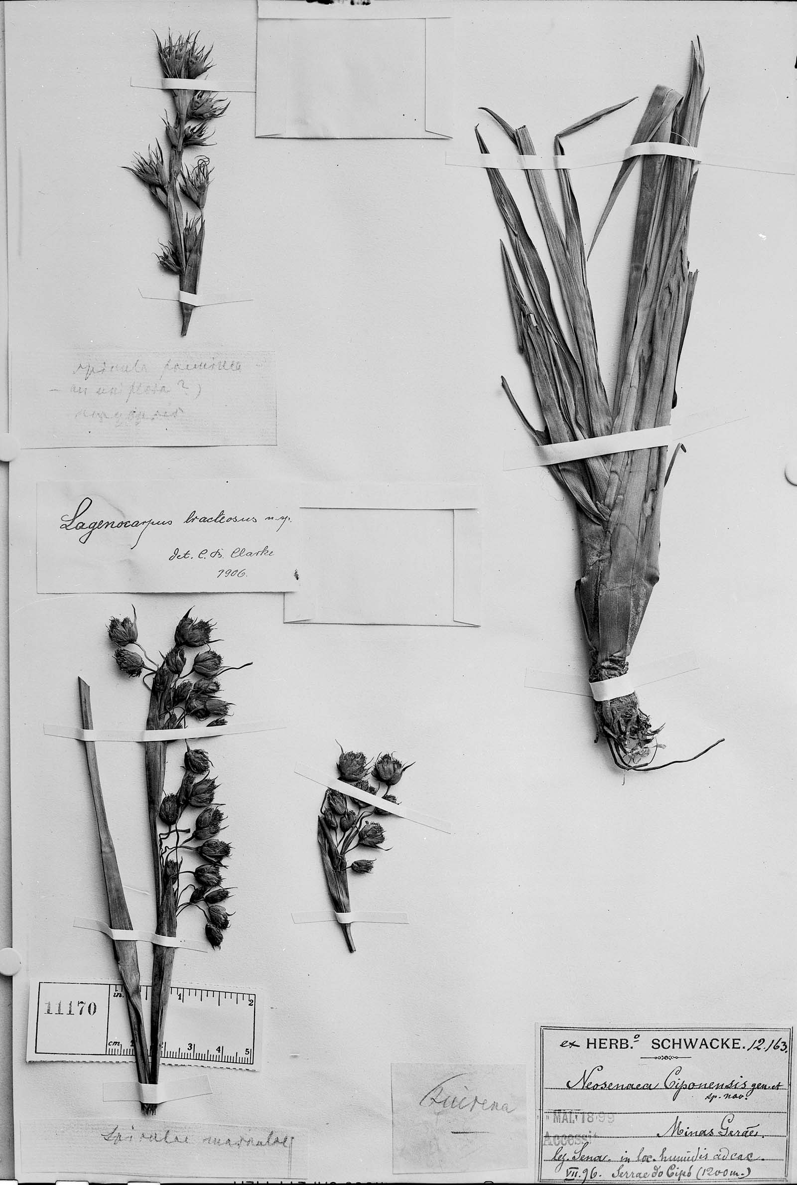 To Field Museum Herbarium (Lagenocarpus bracteosus C. B. Clarke photographed at B type [status unknown] 1)