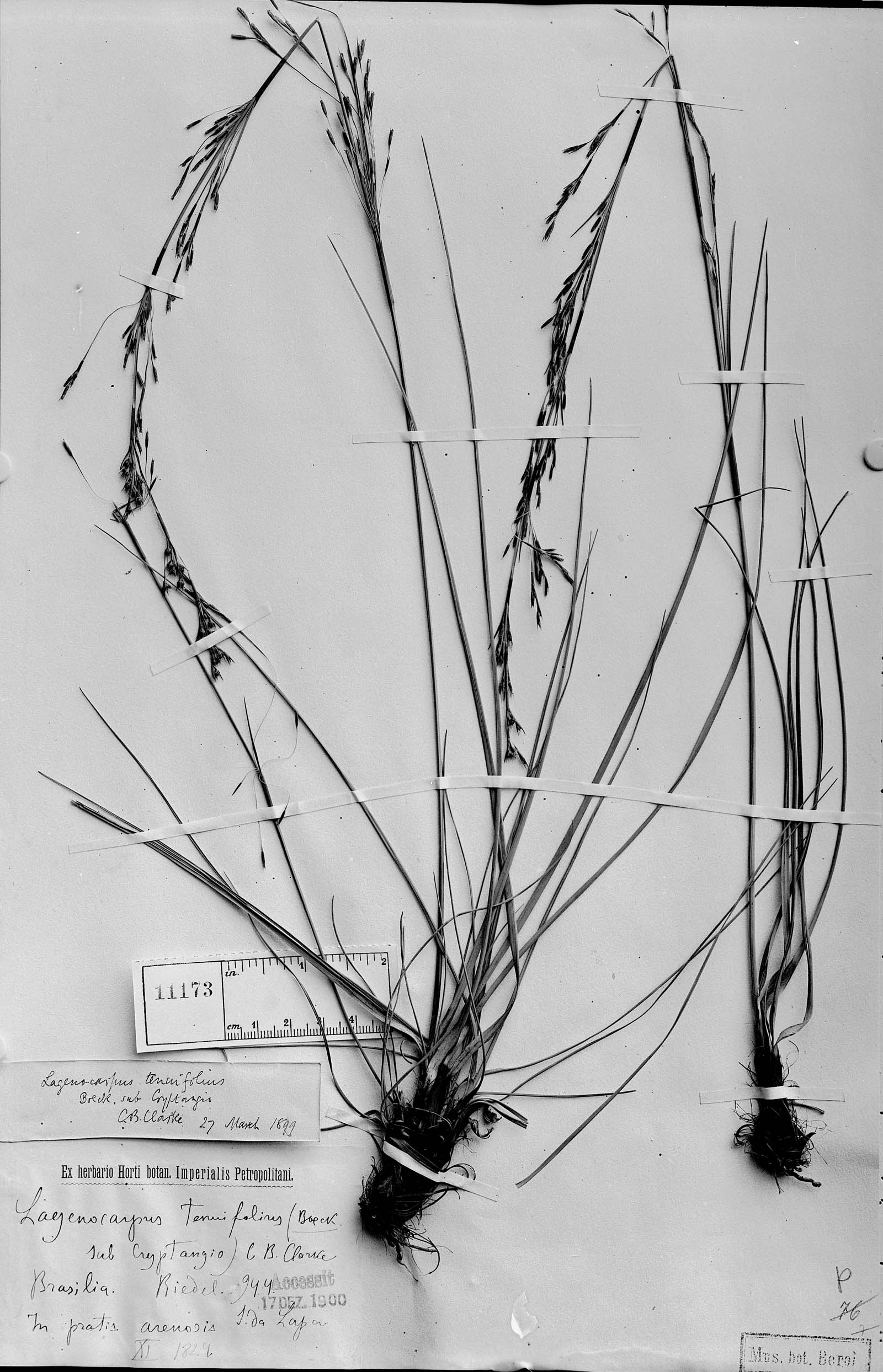 Lagenocarpus rigidus subsp. tenuifolius image