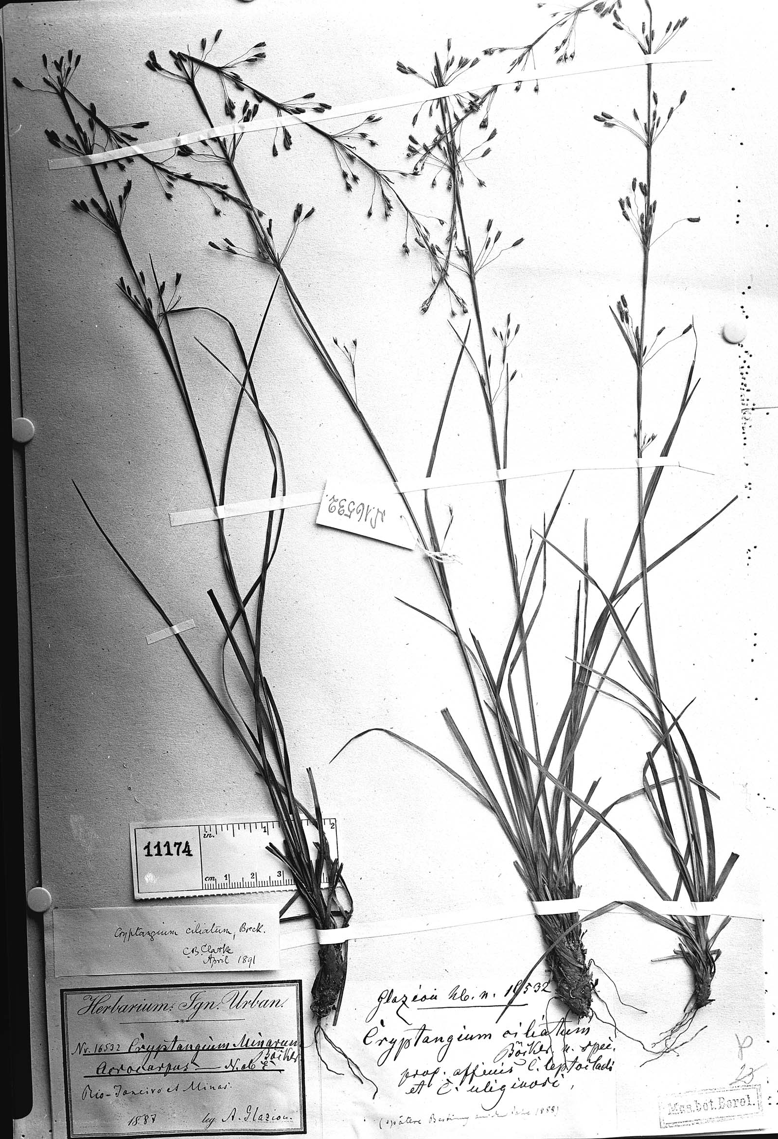 Lagenocarpus verticillatus image