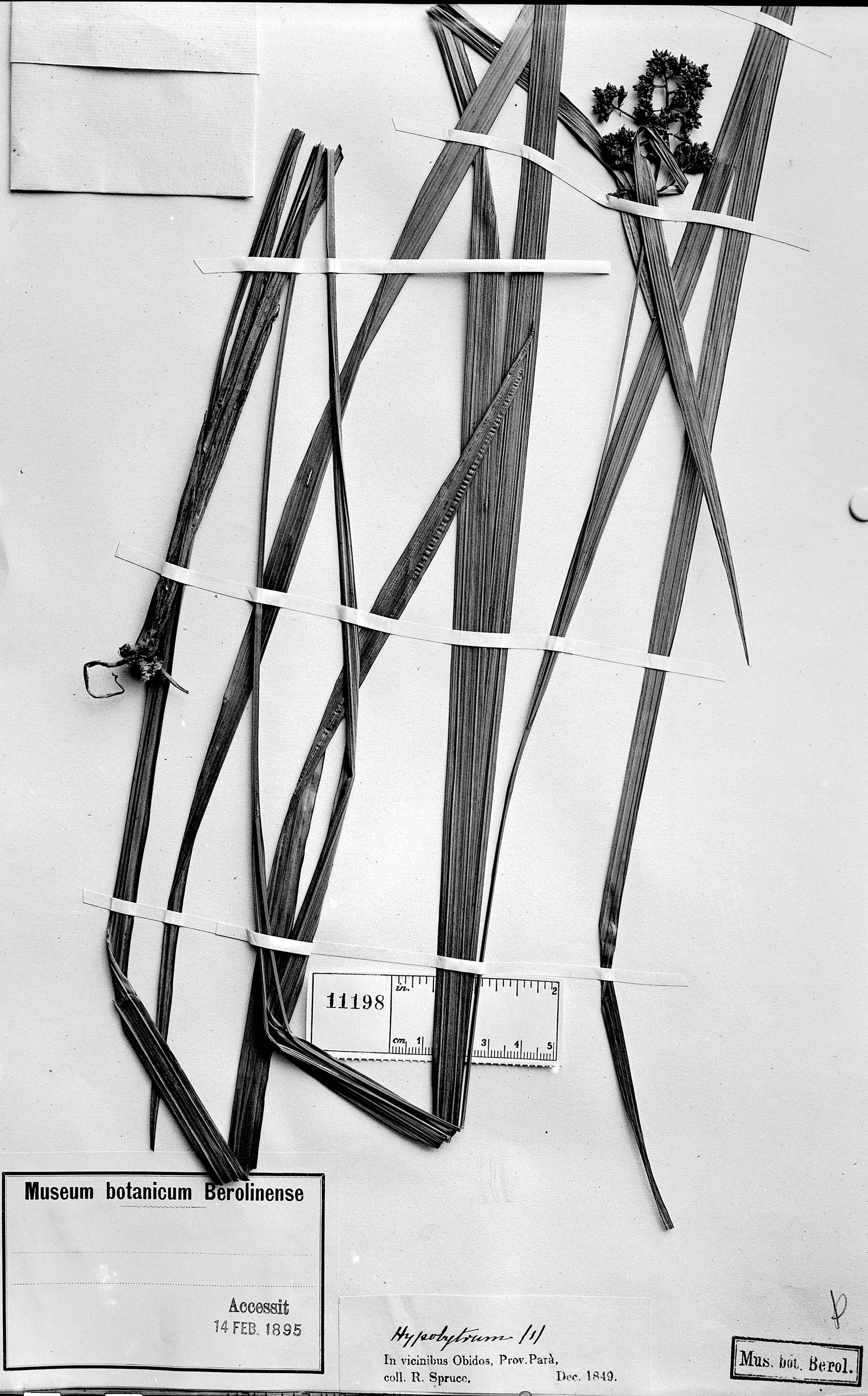 To Field Museum Herbarium (Hoppia sphaerostachyum Boeckeler photographed at B type [status unknown] 1)