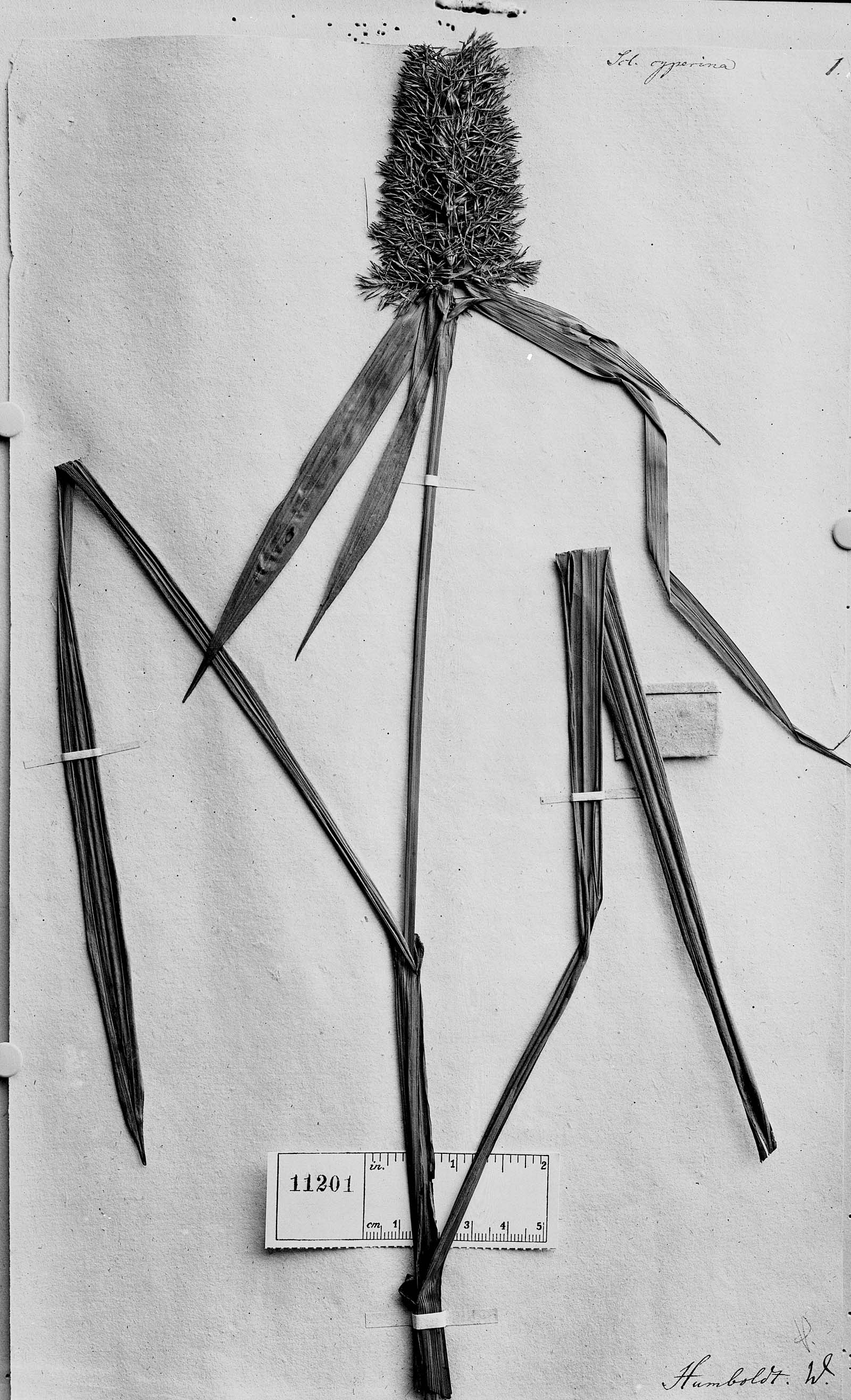 To Field Museum Herbarium (Scleria cyperina Kunth photographed at B type [status unknown] 1)