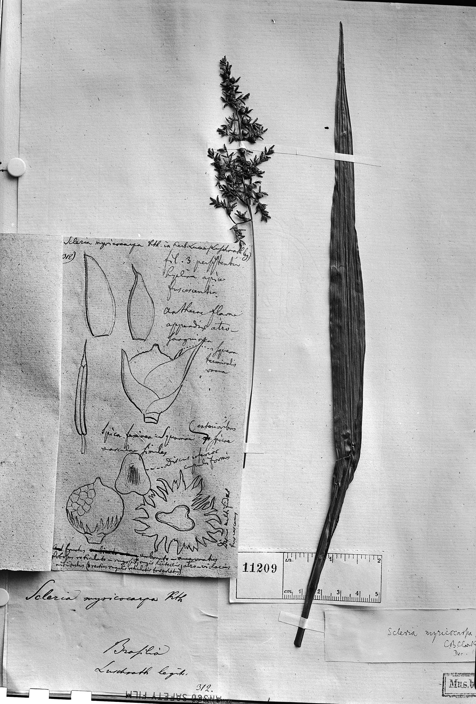 To Field Museum Herbarium (Scleria myricocarpa Kunth photographed at B type [status unknown] 1)