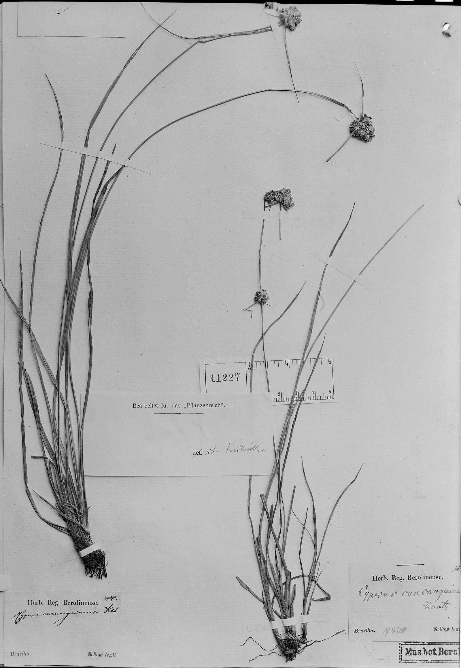 Cyperus intricatus image