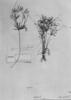 Cyperus glomeratus image