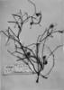 Ephedra gracilis image
