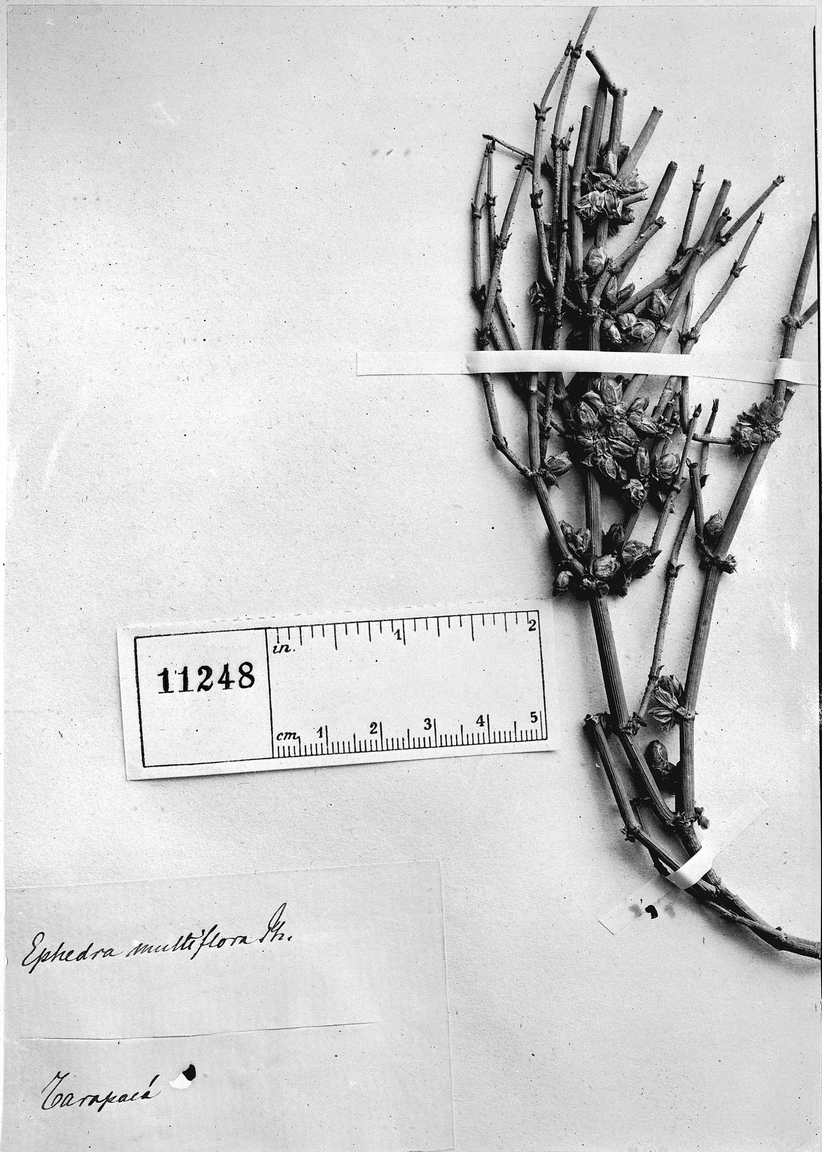 Ephedra multiflora image