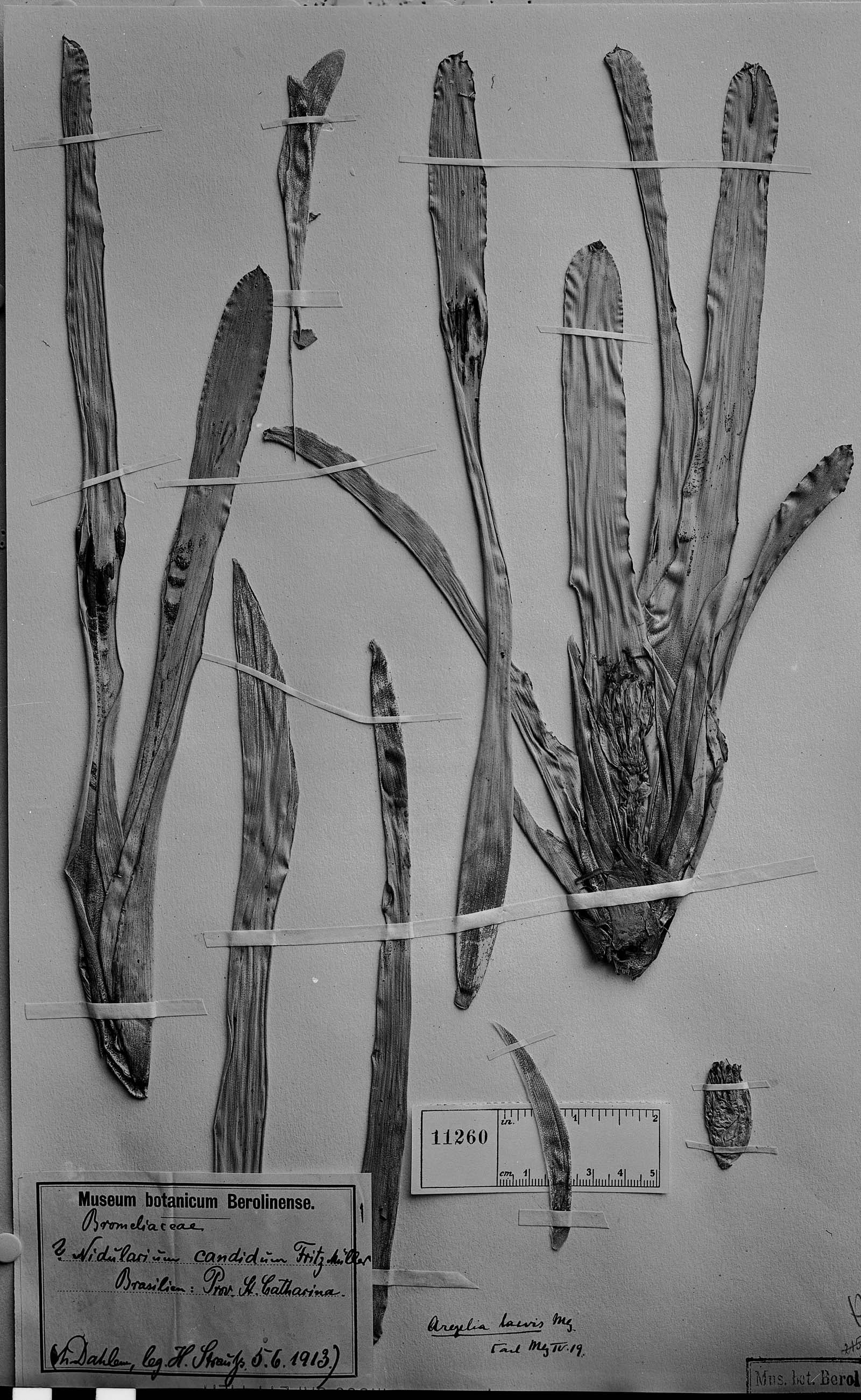 Neoregelia laevis image