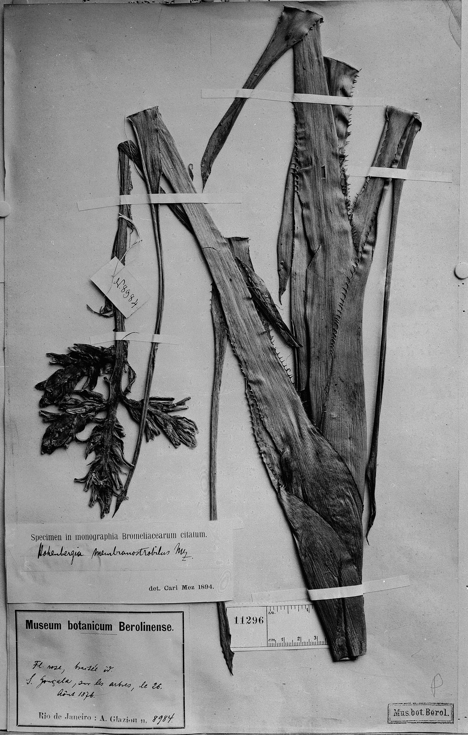 Hohenbergia membranostrobilus image