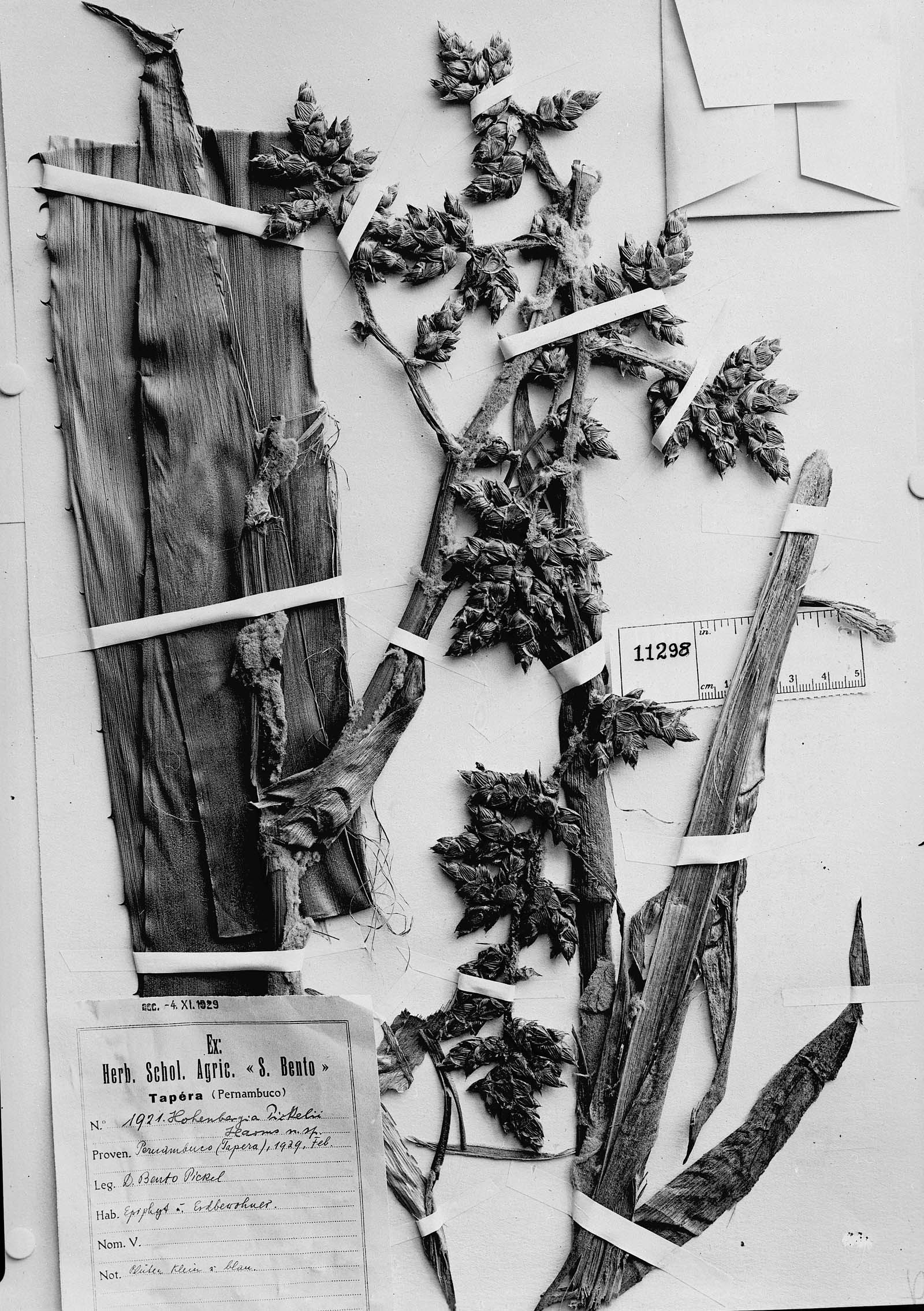 Hohenbergia ridleyi image