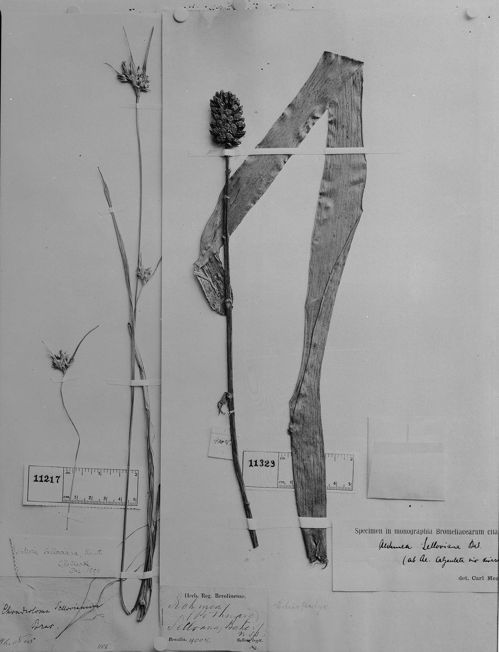 Aechmea calyculata image