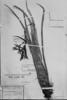 Billbergia distachia image