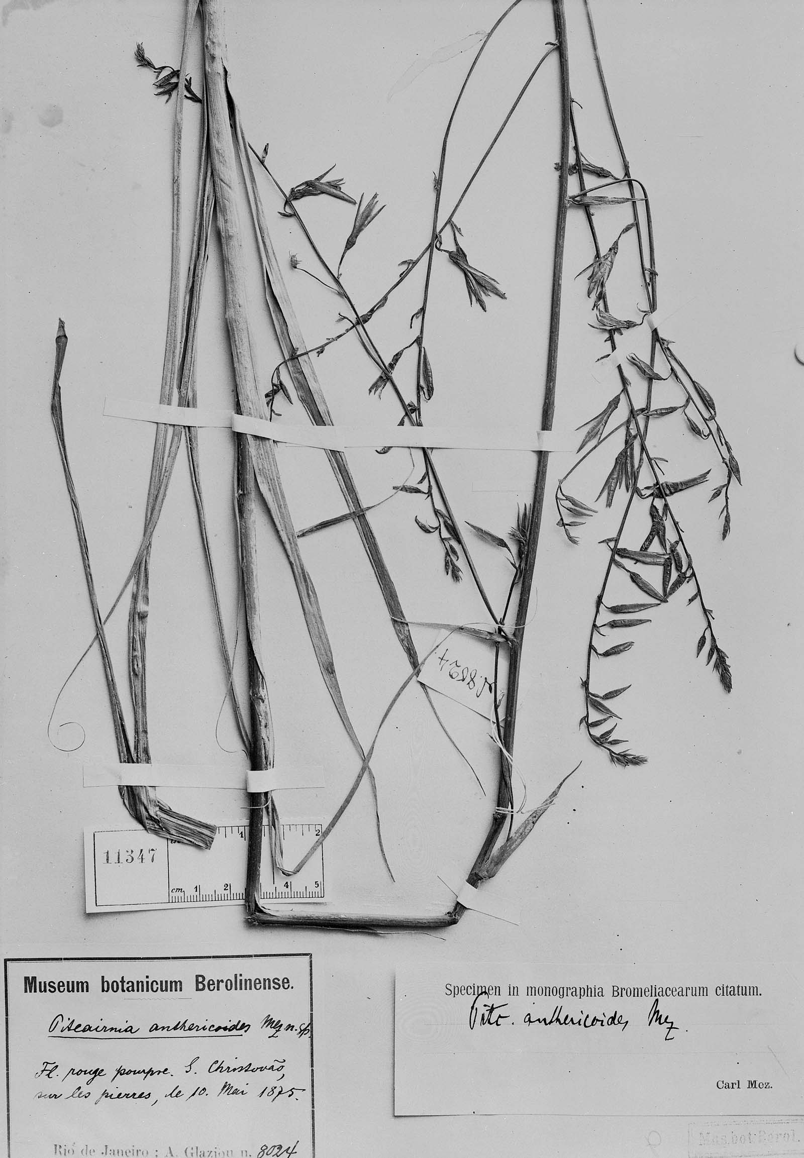 Pitcairnia integrifolia image