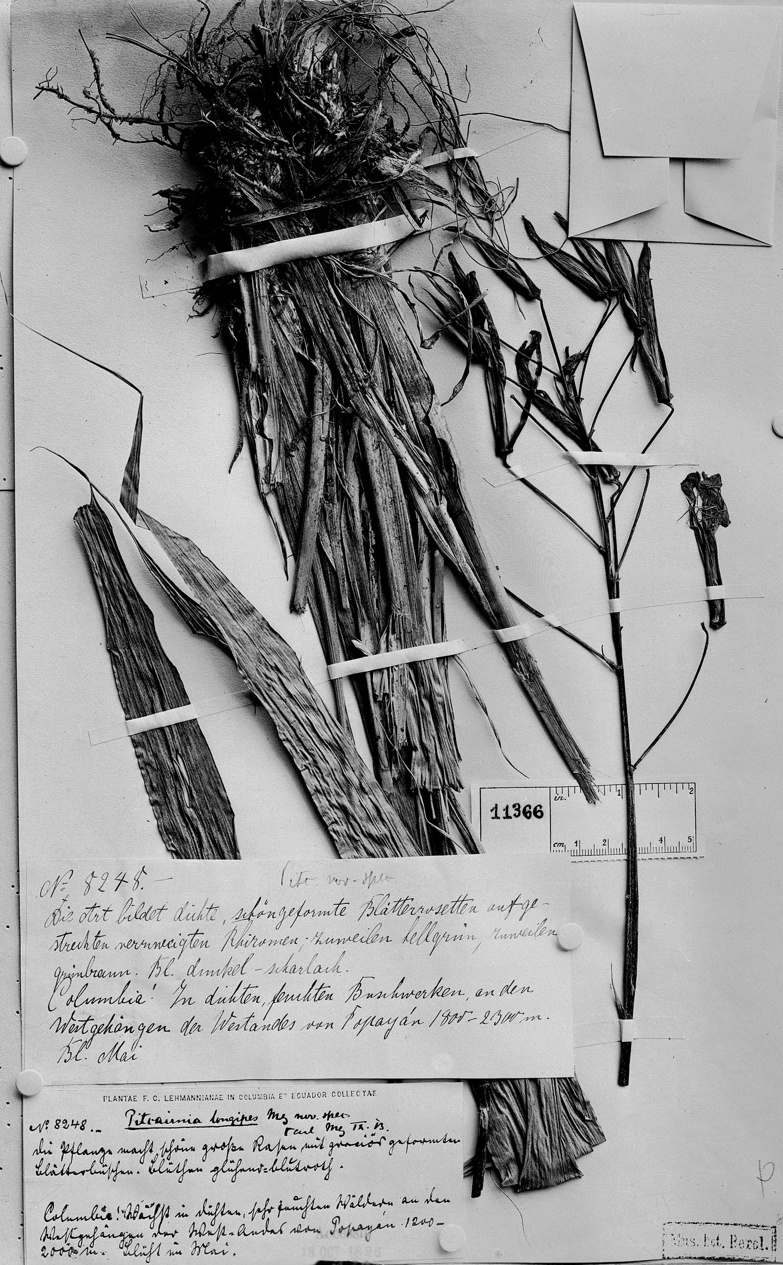 Pitcairnia longipes image