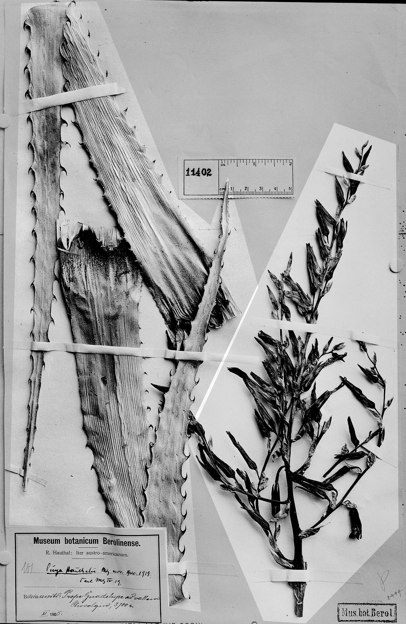 Puya hofstenii image