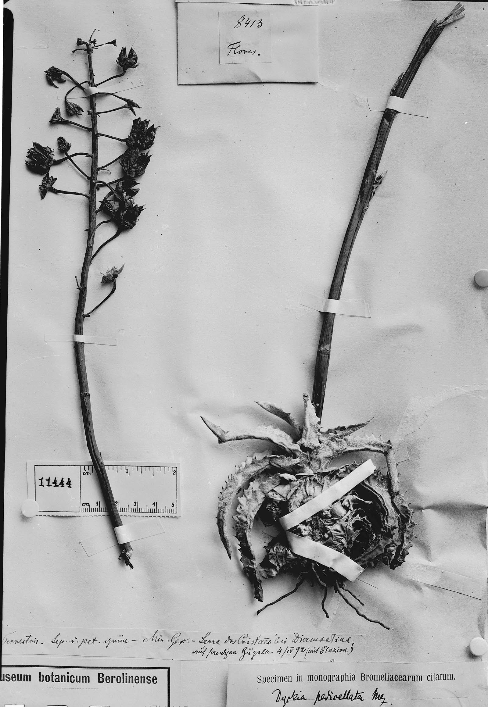 Encholirium pedicellatum image
