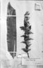 Vriesea gigantea image
