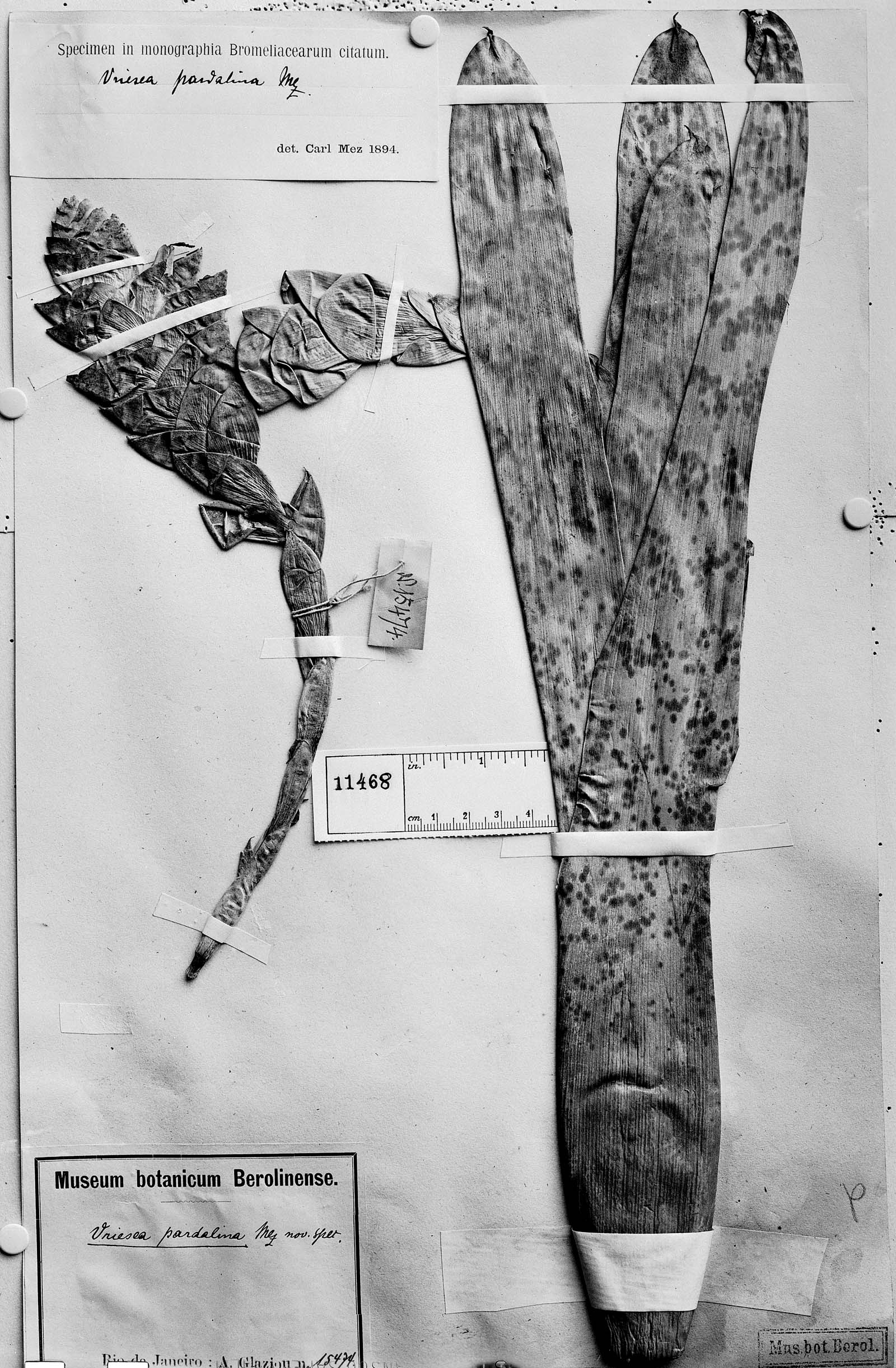 Vriesea pardalina image