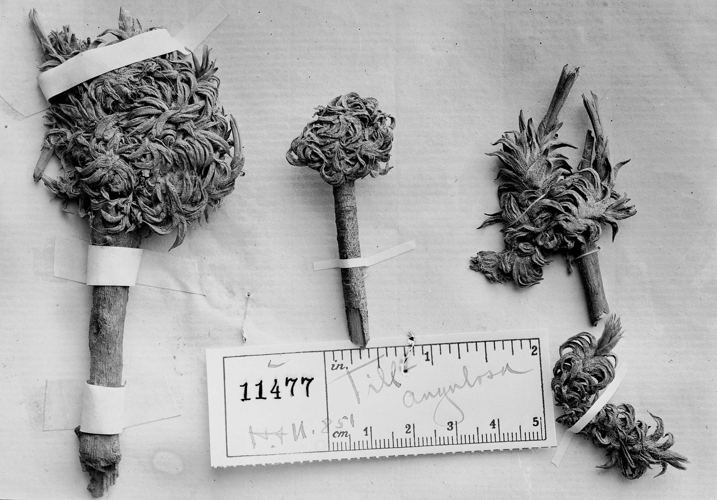 Tillandsia angulosa image