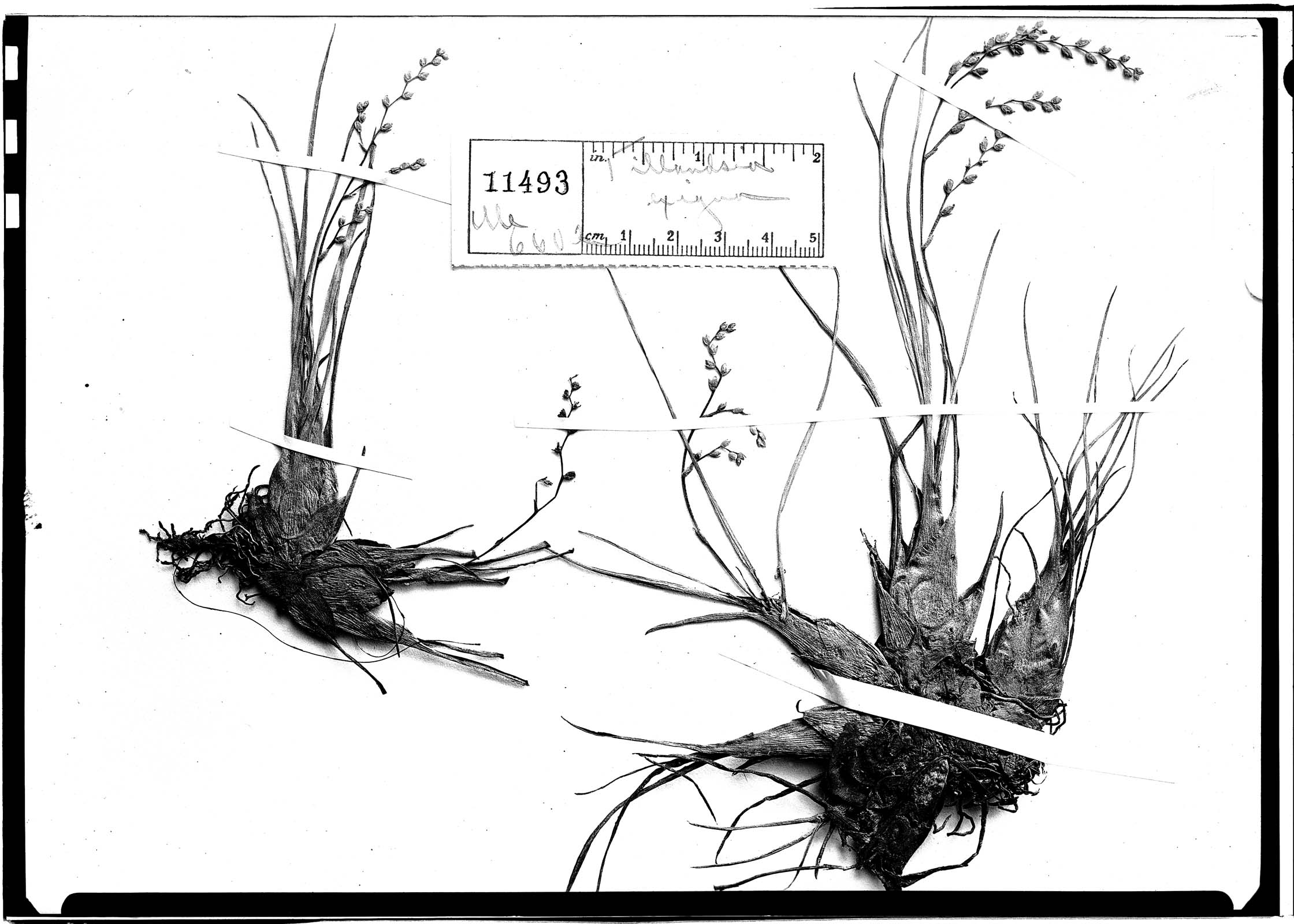 Racinaea parviflora var. parviflora image