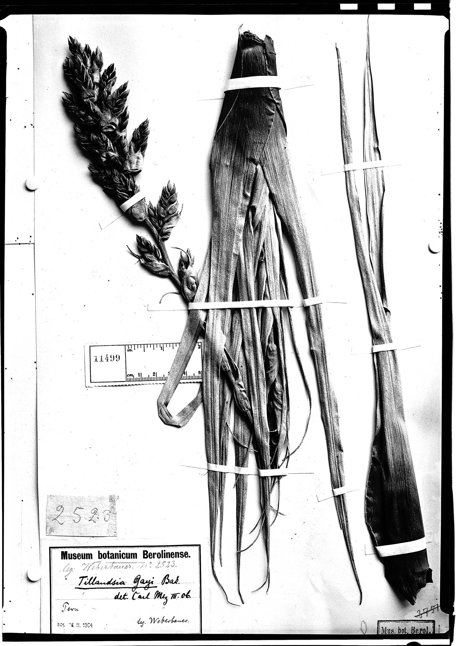 Tillandsia oroyensis image