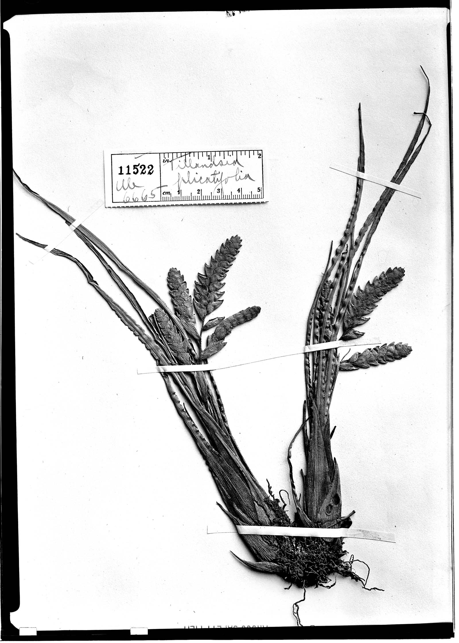Racinaea undulifolia image