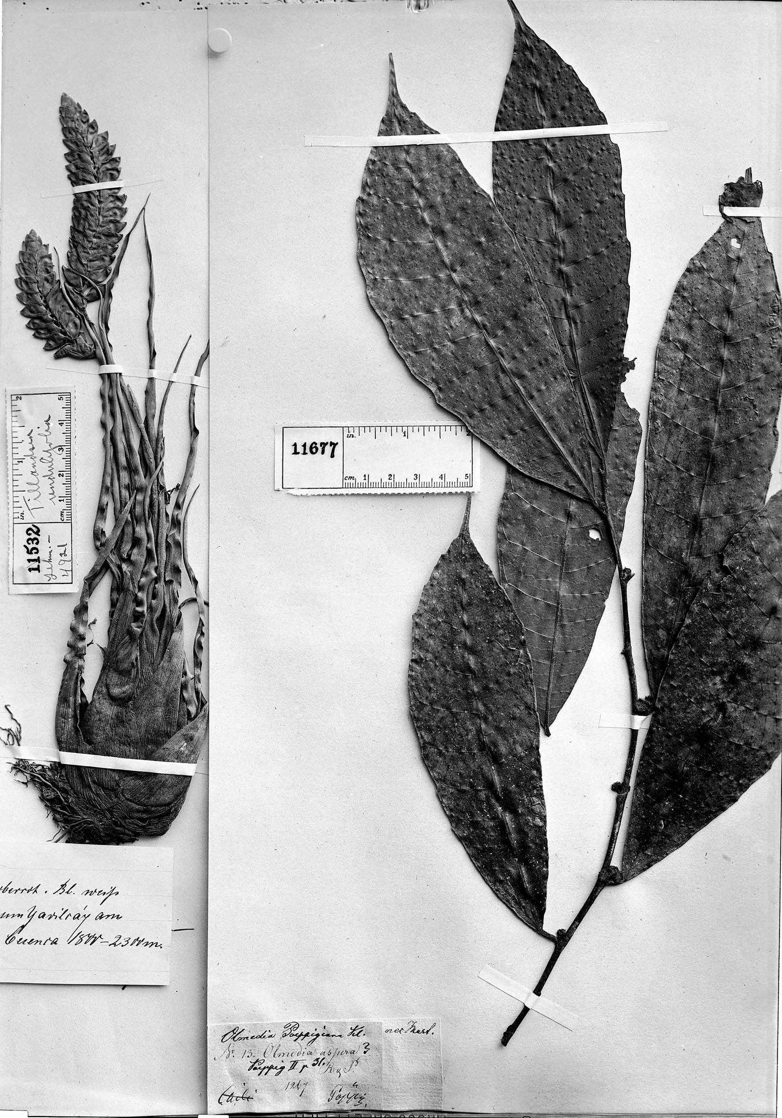 Tillandsia undulifolia image