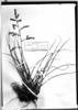 Racinaea parviflora image
