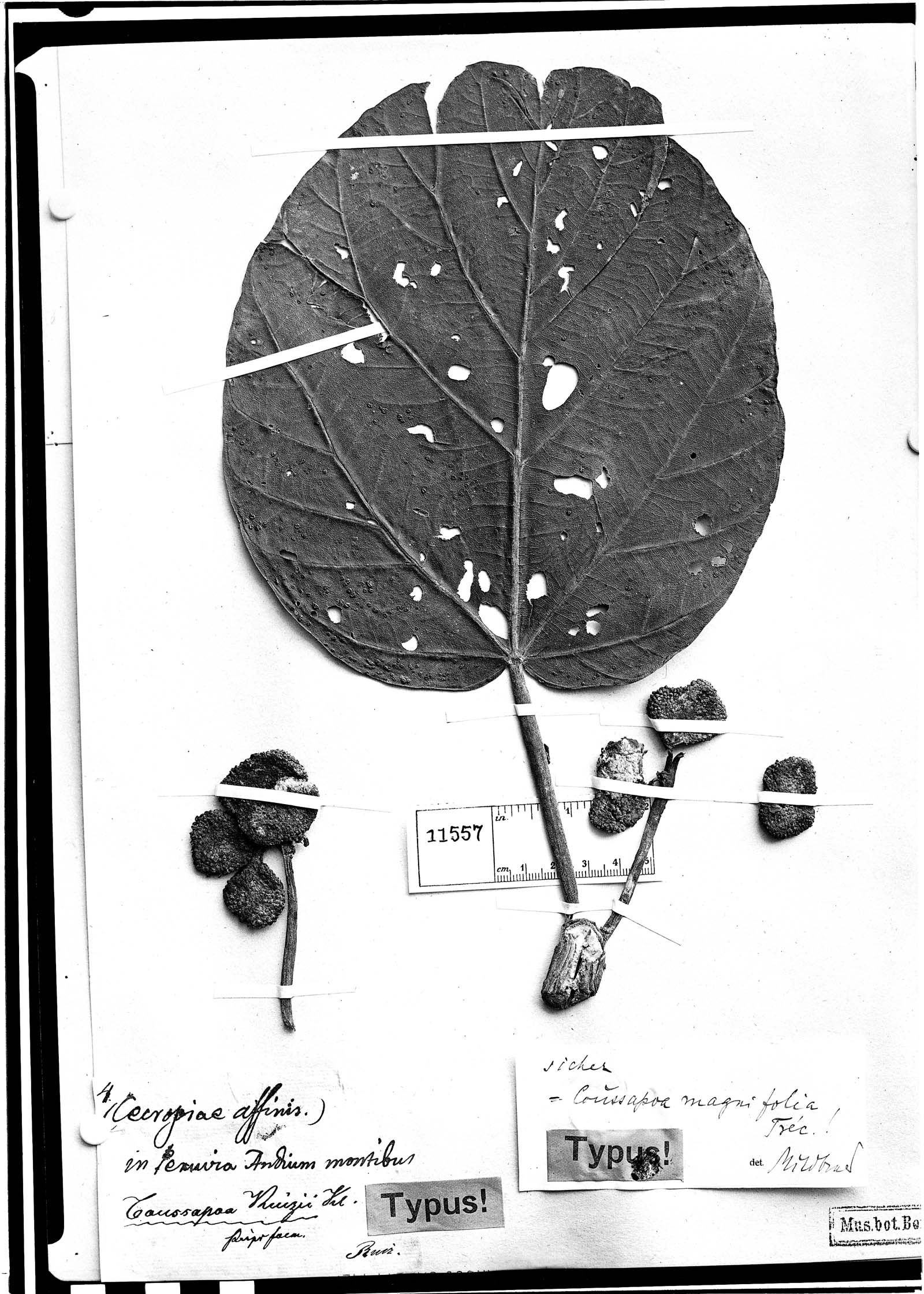 Coussapoa magnifolia image