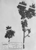 Podocarpus montanus image