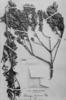 Podocarpus roraimae image