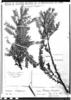 Podocarpus rospigliosii image