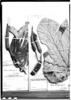 Cecropia multiflora image