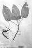 Dorstenia bahiensis image