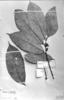 Sorocea muriculata subsp. muriculata image