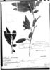 Alnus acuminata subsp. acuminata image