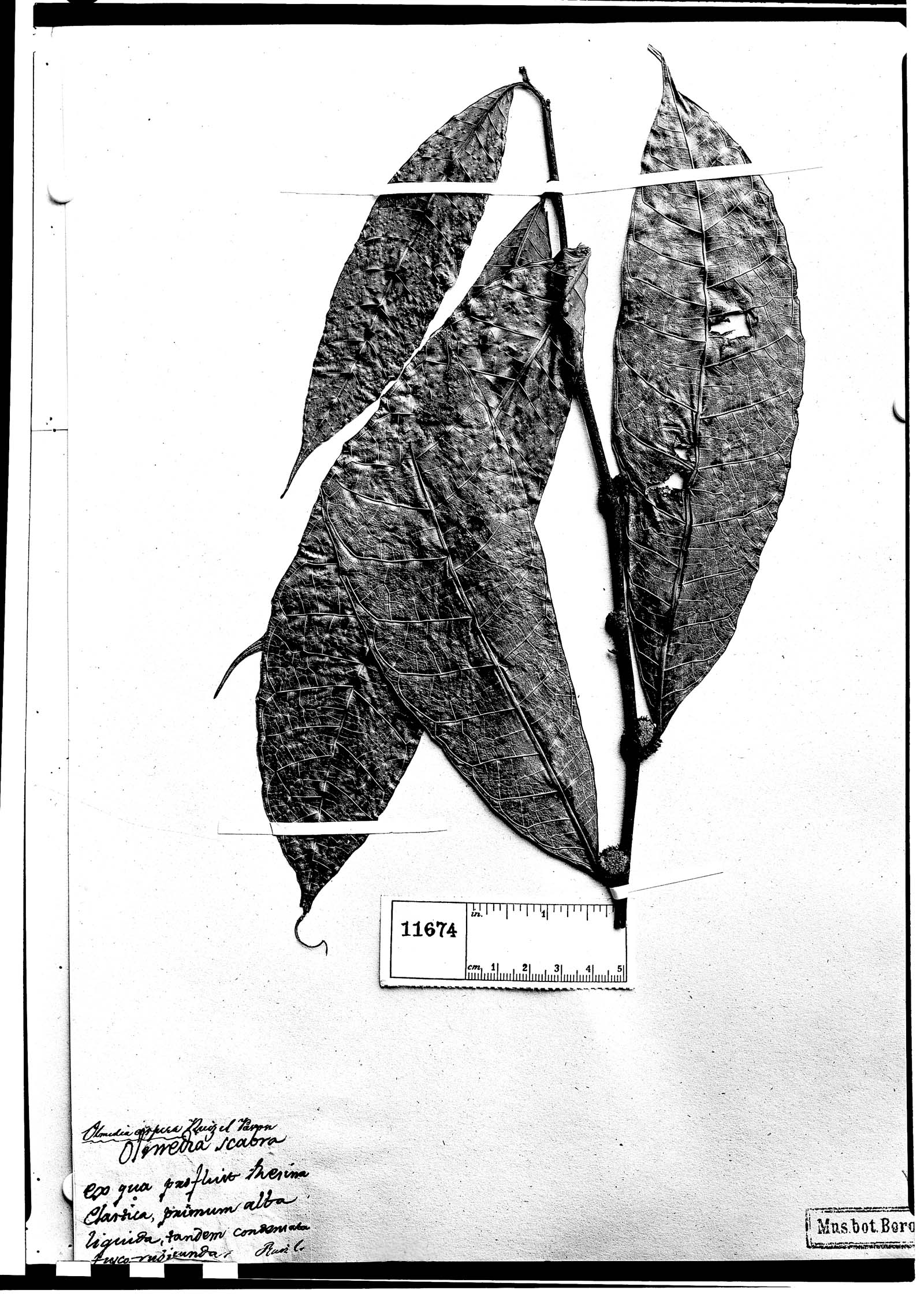 Olmedia image