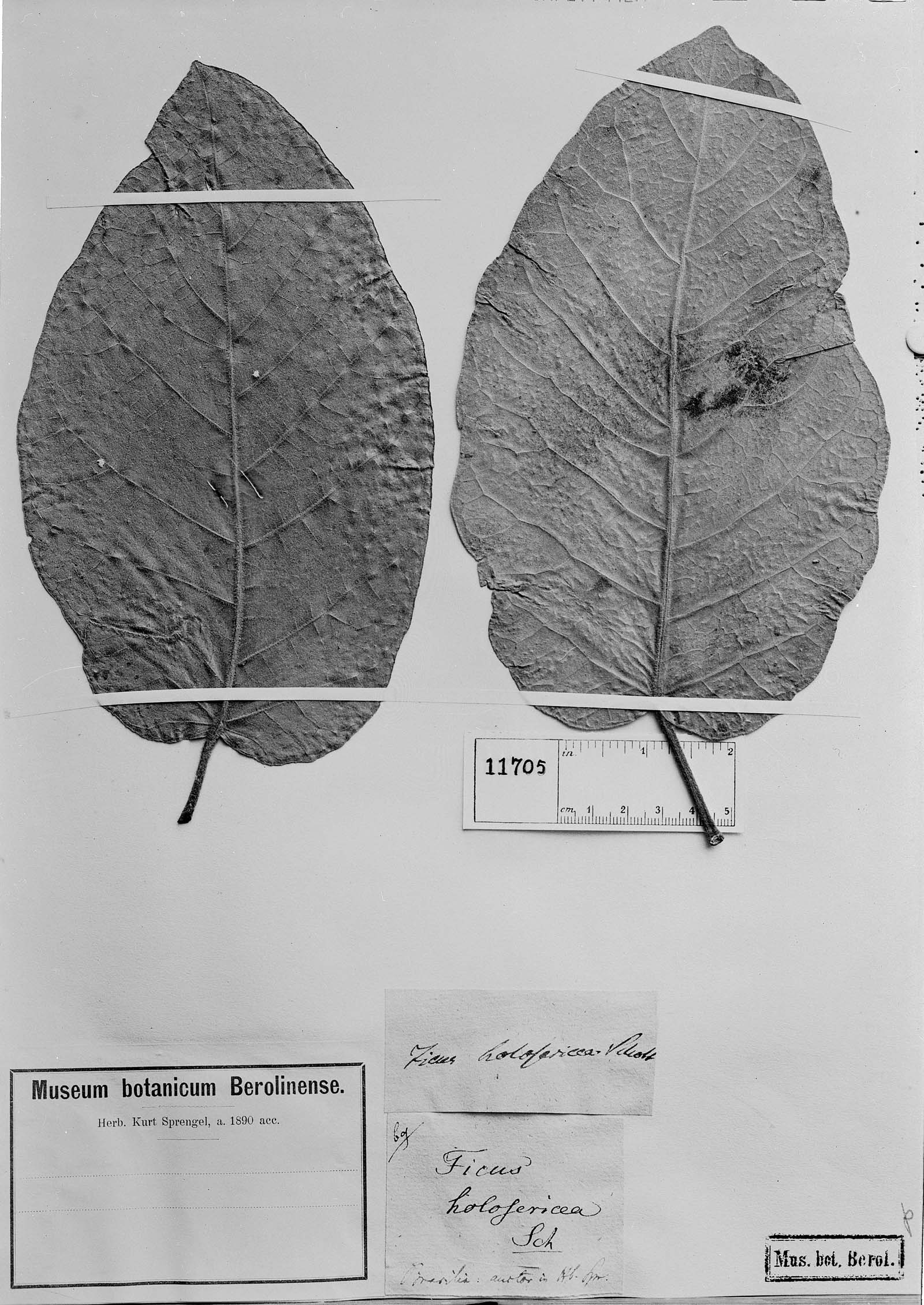 Ficus holosericea image